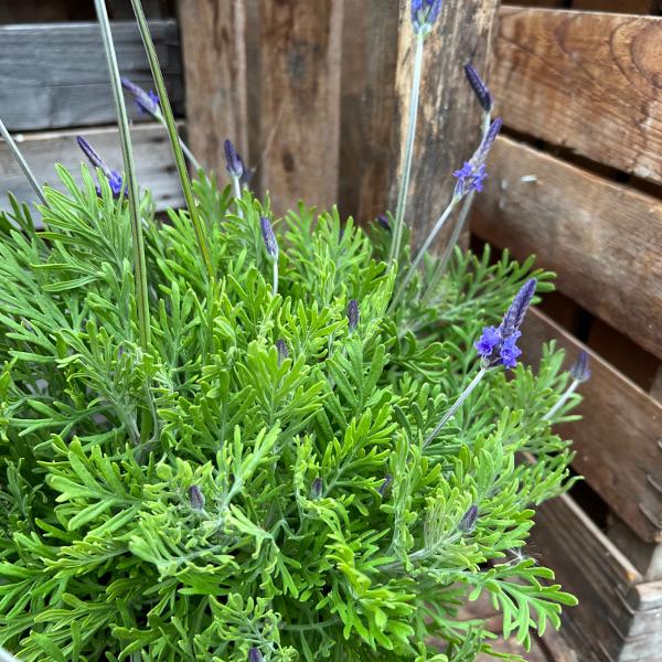 Produktbild Säntispracht Der kanarische Schmetterlings-Lavendel - Lavendula 'pinnata' (80 cm)