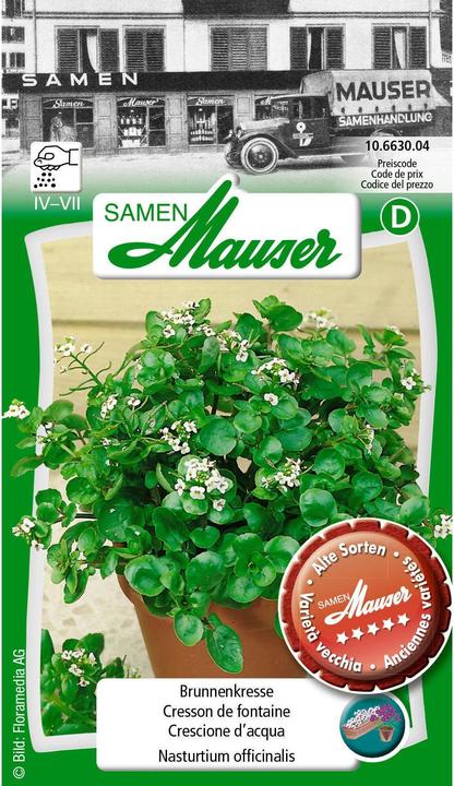 Produktbild Samen Mauser Brunnenkresse (Kräutersamen)