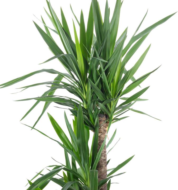 Produktbild Flowerbox Palmlilie - Yucca Elephantipes Palme (135 cm)