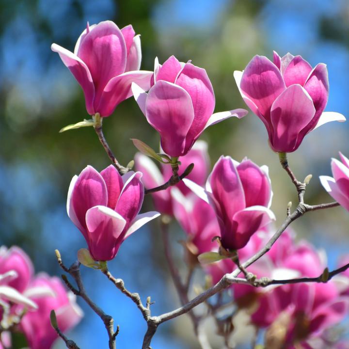Produktbild Plant in a Box Magnolia susan, soulangeana, stellata (25 cm)