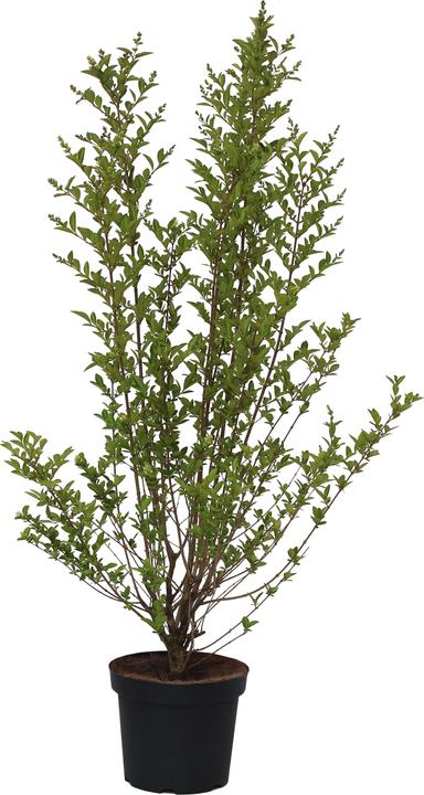 Produktbild Zulauf Gemeiner Liguster / Ligustrum vulgare 'Atrovirens' (100 cm)