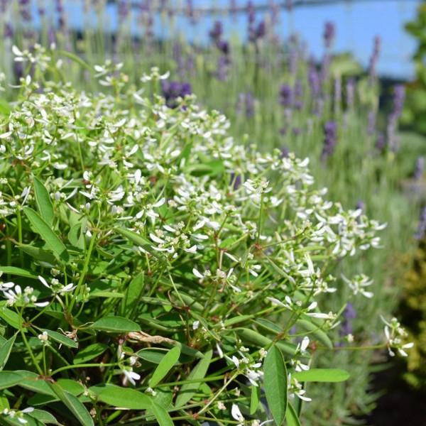 Produktbild Säntispracht 4 er Set, Zauberschnee - Euphorbia Aktion Diamond Frost (35 cm)