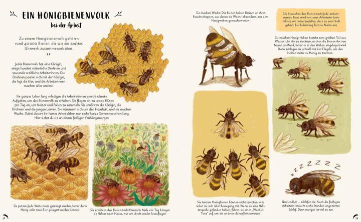 Produktbild Wunder der Natur zum Innehalten und Staunen (Deutsch, Freya Hartas, Rachel Williams, 2020)