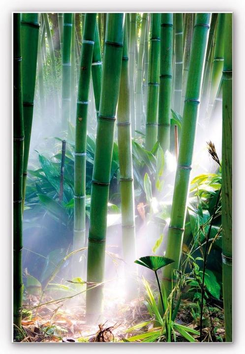 Image du produit Trenddeko Forêt de bambous (70 x 100 cm)