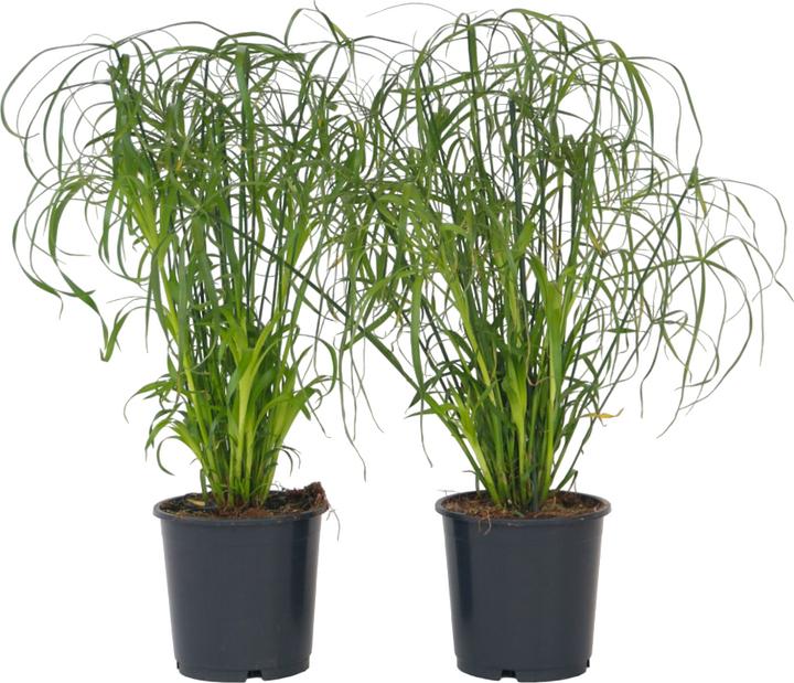 Produktbild Plant in a Box Cyperus alternifolius (50 cm)
