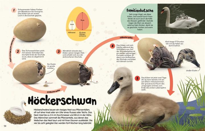 Actual product image From the egg (German, S. James Reynolds, Robert Burton., Ella Ginn, Kim Taylor, Jane Burton, Claudia Wagner, DK Verlag - Kids, 2024)