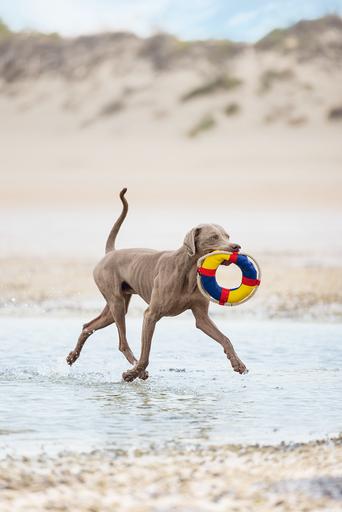 Produktbild Beeztees Buoy (Kauspielzeug Hund)