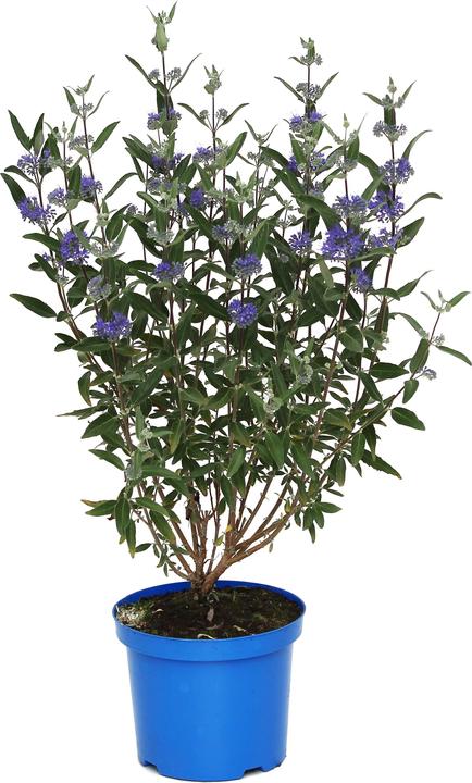 Produktbild Zulauf Bartblume / Caryopteris x clandonensis 'Kew Blue' (40 cm)