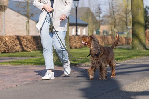 Produktbild Designed by Lotte Hundehalsband Velura (50, Hund, Jogging, Spazieren)