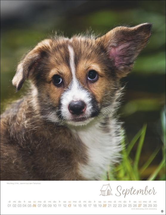 Produktbild Hundekinder Posterkalender 2026 (34 x 44 cm, Harter Einband, Deutsch)