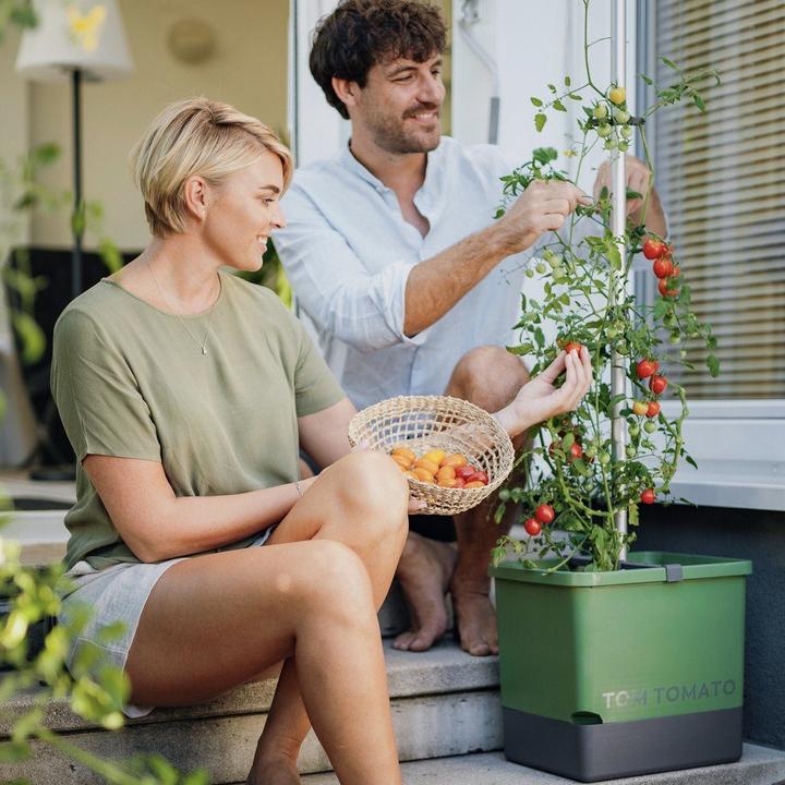 Productafbeelding Gusta Garden Tomaat (35 cm)
