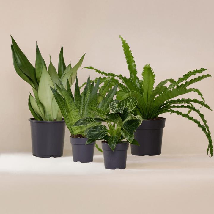 Image du produit Mary and Plants Easy Care (Fraîchement rempotés)
