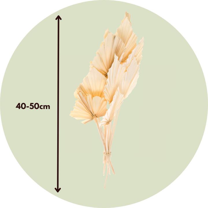 Image du produit Plant in a Box - (50 cm)