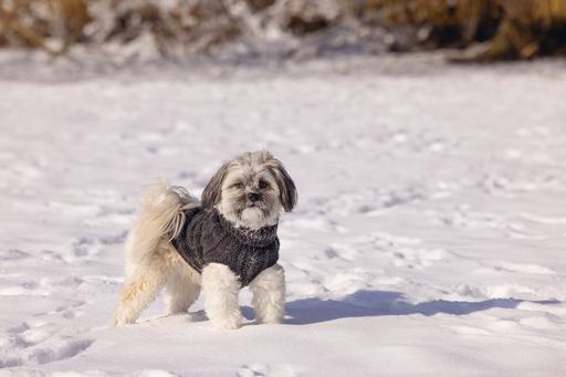 Produktbild Designed by Lotte Hundepullover Haida (40, Hundepullover)