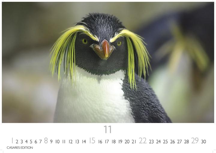 Produktbild Pinguine 2026 S 24x35cm (24 x 35 cm, Deutsch)
