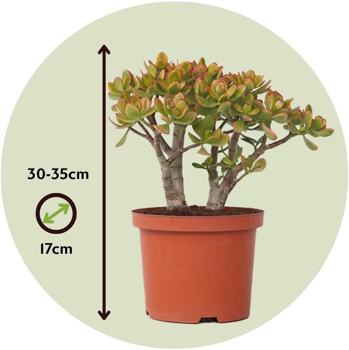 Actual product image Plant in a Box Crassula ovata Sunset - Jade plant (30 cm)