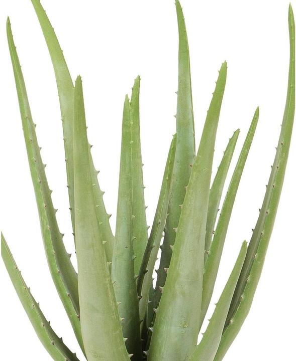 Produktbild Dekomat Aloe (38 cm)