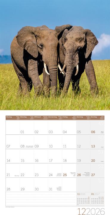 Actual product image Elefanten Kalender 2026 - 30x30 (30 x 30 cm, Hardcover, German, French, Italian, English)