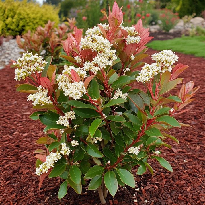 Produktbild Plant in a Box Photinia fraseri Red Robin - 2er Set Glanzmispel Pflanze (30 cm)