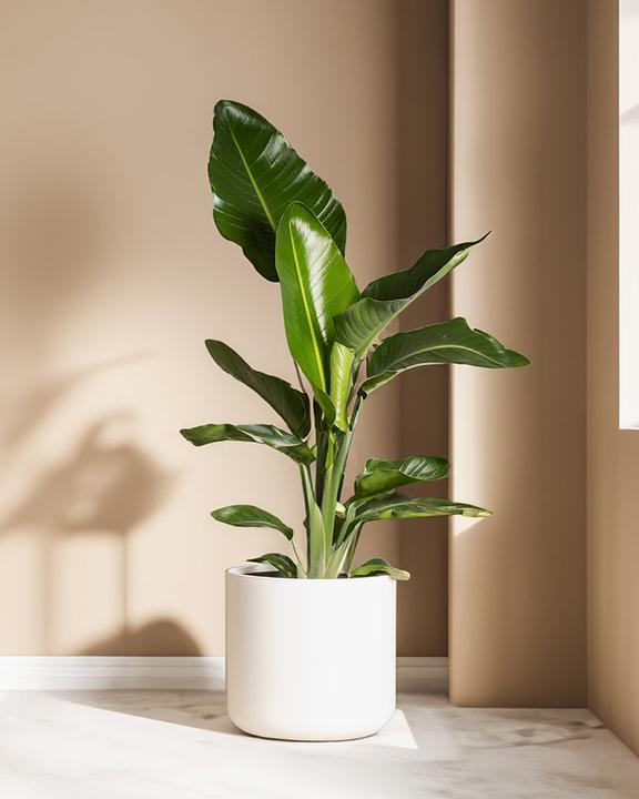 Actual product image feey Strelitzia XL (110 cm, Freshly repotted)