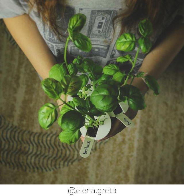 Actual product image Click and Grow Basil (Herb seeds)