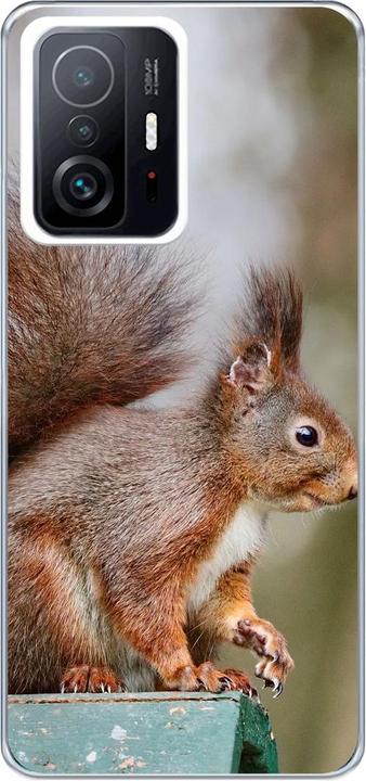Squirrels