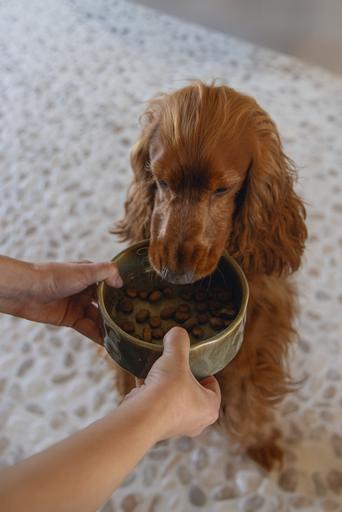 Actual product image Designed by Lotte Jace dog bowl (0.70 l)