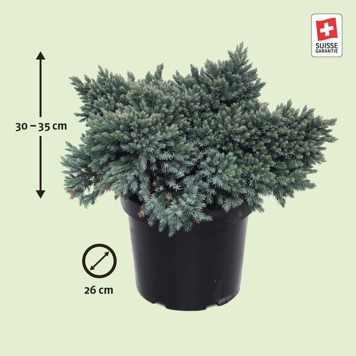Image du produit Zulauf Blauzeder-Wacholder / Juniperus squa. 'Blue Star' (35 cm)