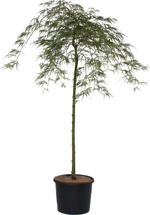 Produktbild Zulauf Japanischer Fächer-Ahorn / Acer palmatum 'Dissectum' (130 cm)