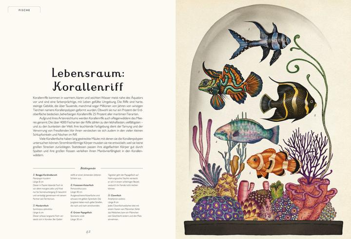 Produktbild Das Museum der Tiere (Deutsch, Katie Scott, Jenny Broom, 2014)