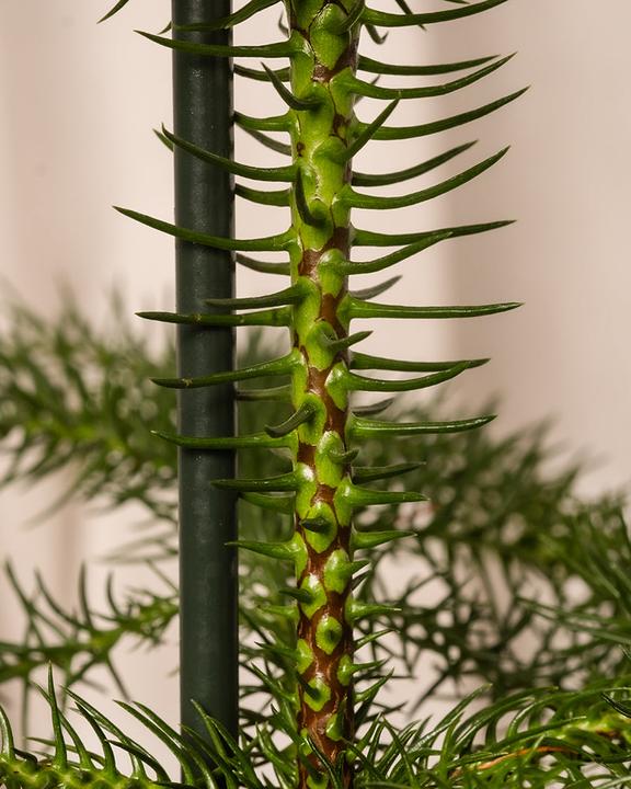 Actual product image feey Zimmertanne (55 cm, Animal friendly, Freshly repotted)