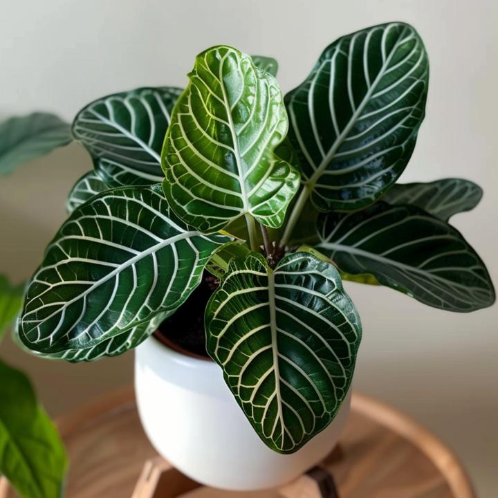 Image du produit Plant in a Box Aphelandra squarrosa Botanica - Herbe zébrée (25 cm)