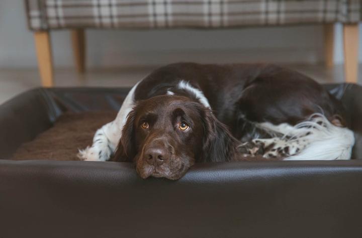 Produktbild Sabro Hundebett (Hund)