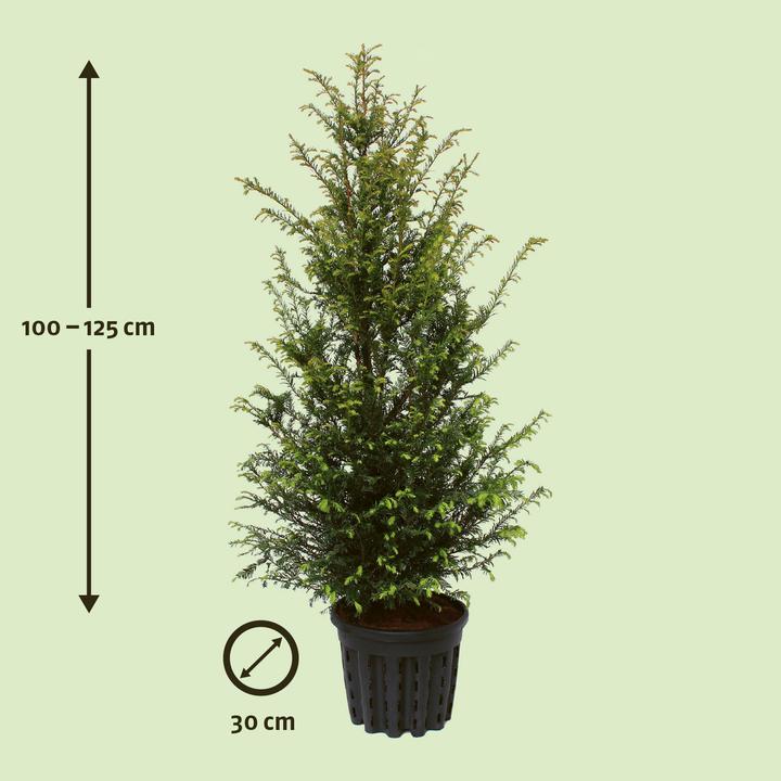 Produktbild Zulauf Gemeine Eibe / Taxus baccata (100 cm)