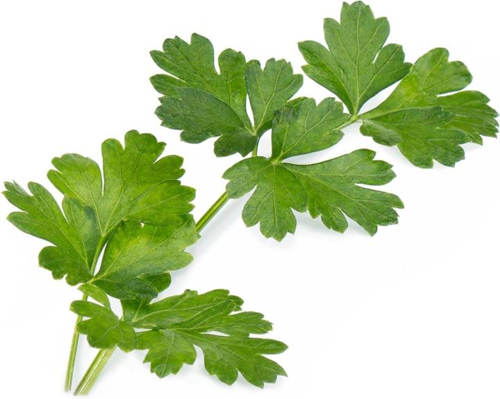 Actual product image Véritable Bio-Petersilie (glatt) (Herb seeds)