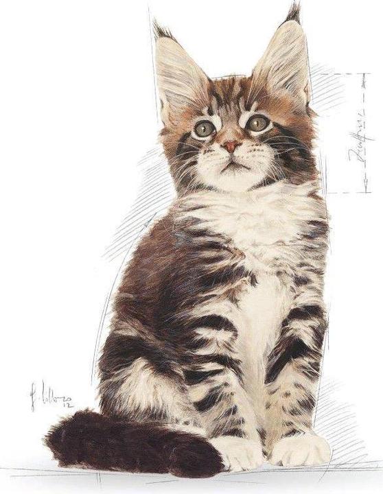 Produktbild Royal Canin Maine Coon (Junior, 1 Stk., 400 g)