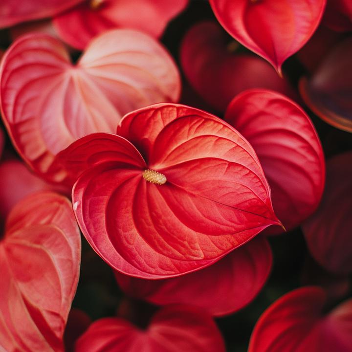 Actual product image Plant in a Box Anthurium 'Royal Champion' - Flamingoblume (35 cm)
