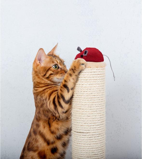 Produktbild Pet Toys Cat toy mouse 4as (Spielmaus Katze)