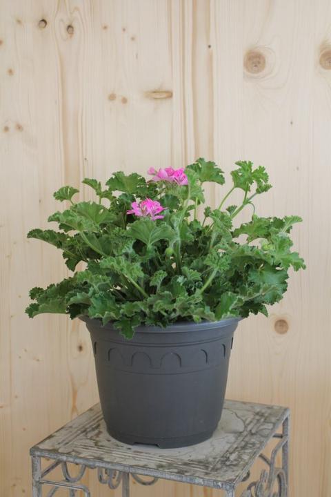 Säntispracht The Scented Geranium with Essential Aromas - Pelargonium hybrida (60 cm)