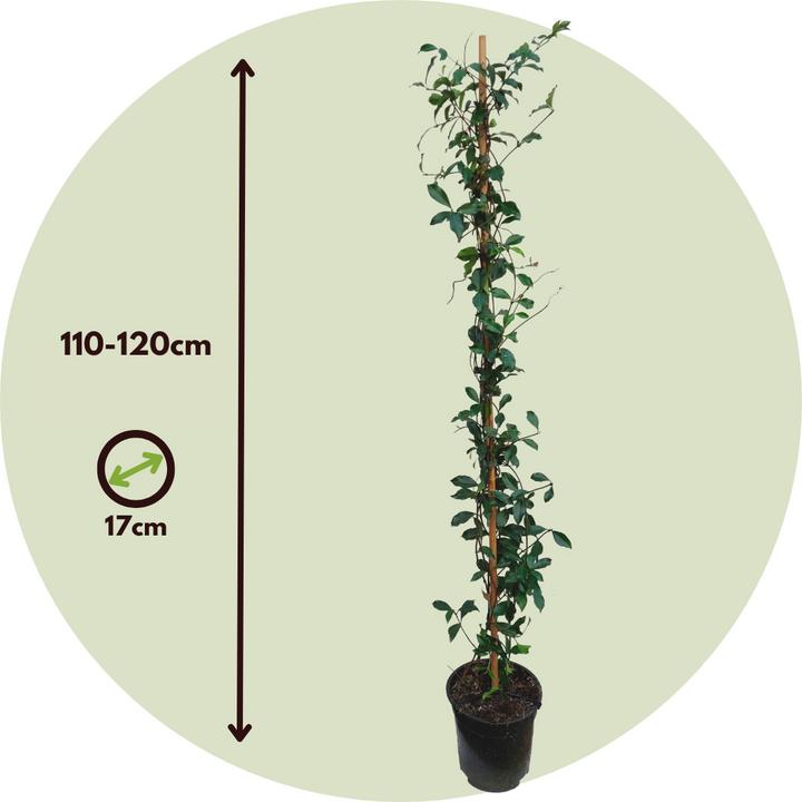Actual product image Plant in a Box Trachelospermum jasminoides 'Pink Showers' - (110 cm)