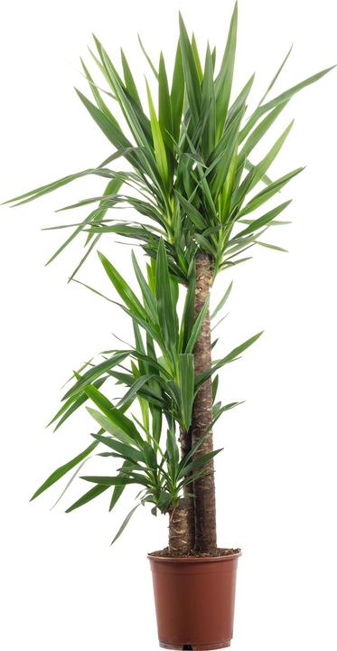 Produktbild Flowerbox Palmlilie - Yucca Elephantipes Palme (135 cm)