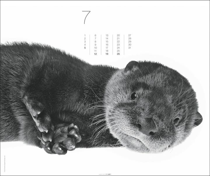 Produktbild Black & White Animals 2026 (55 x 46 cm, Harter Einband, Deutsch)