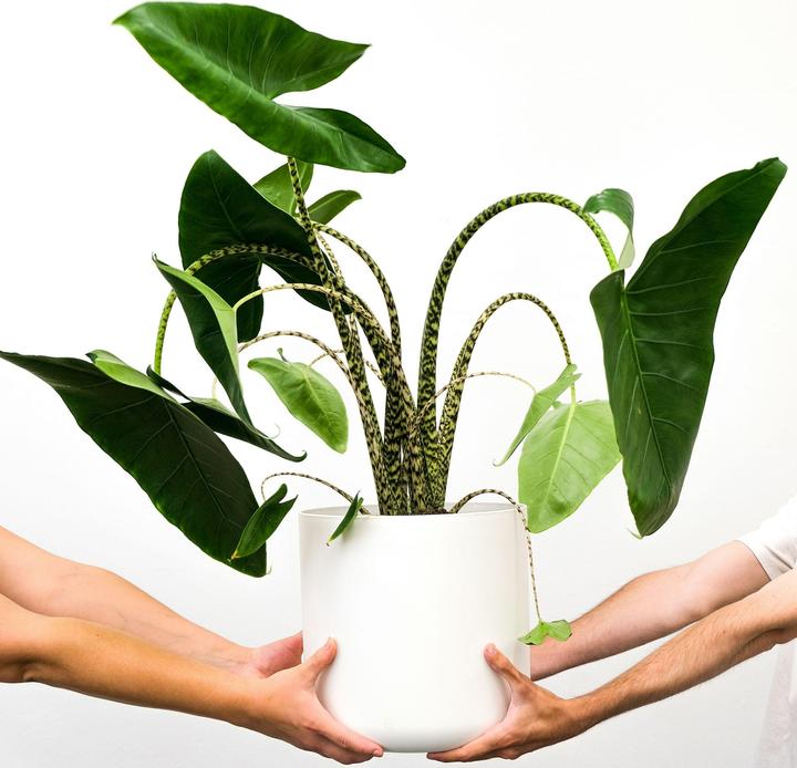 Produktbild Plant in a Box Alocasia zebrina - Alokasie (150 cm)