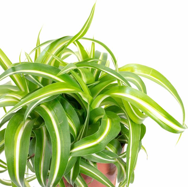Produktbild Flowerbox Grünlilie "Bonnie" - Chlorophytum Comosum (25 cm)