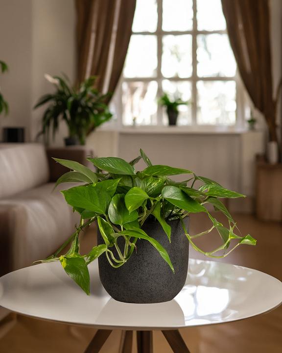 Actual product image feey Grosse Efeutute (70 cm, Freshly repotted)