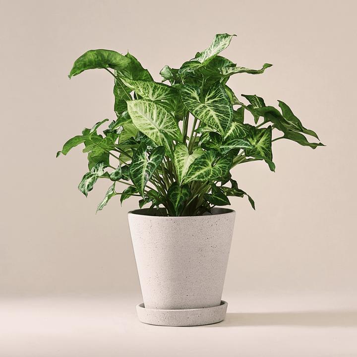 Produktbild Mary and Plants Syngonium White Butterfly mit Terrakotta Topf (45 cm)