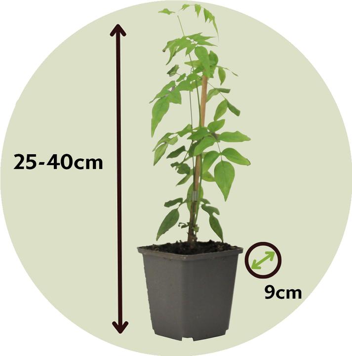 Actual product image Plant in a Box Trachelospermum jasminoides 'Officinale' - Set of 6 Jasmine (25 cm)