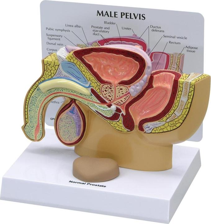 Immagine prodotto 3B Scientific Modello di bacino maschile con prostata