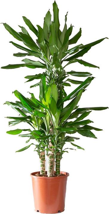 VEG and the City Lafia (Dragon Tree - Dracaena steudneri) (105 cm)