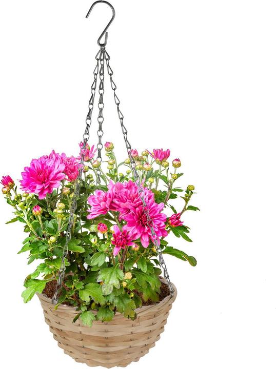 Actual product image ProGarden Set of 2 hanging flower pots made of wicker, hanging basket with chain and hook, 30 x 16.5 cm